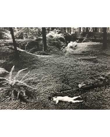 Wynn Bullock - Child in Forest [Print] - 1975